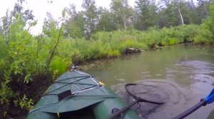 Огромная щука на лягушку