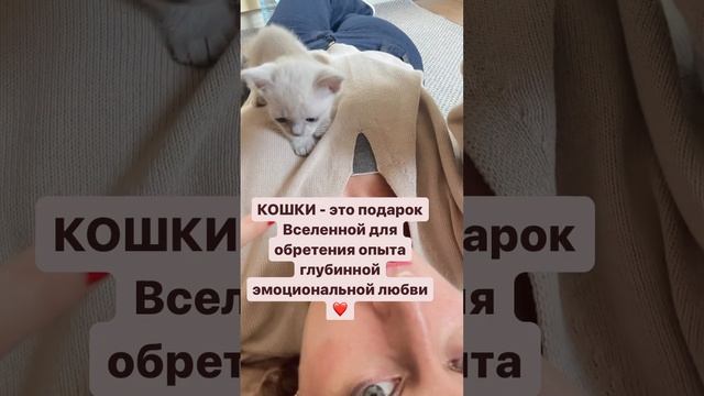 Кошки способны любить так, что в людях невольно пробуждаются светлые чувства❤️ #цитата  #лиловаБурм