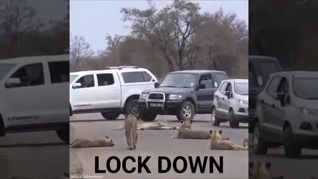 Львы на дороге