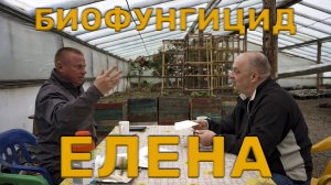 Биофунгицид Елена для выращивания самой большой тыквы🎃