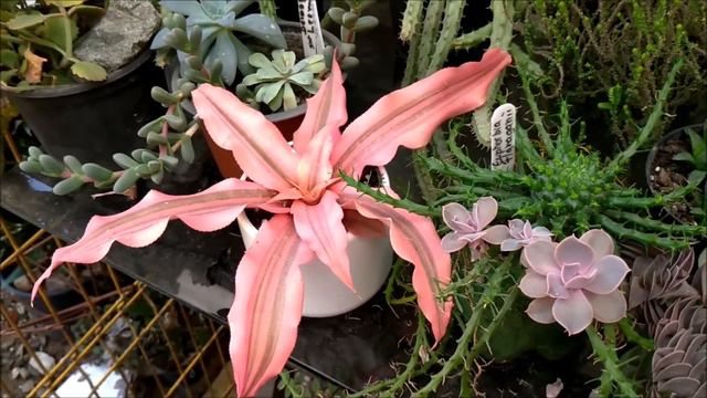 Graptoveria Debbie e Cryptanthus Arlety ilustrando o outubro rosa/Simone felic. смотреть онлайн