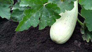Тыквы, кабачки и патиссоны. Уход, прополка, рыхление