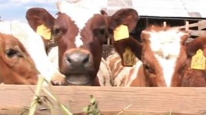 Крестьянское фермерское хозяйство "Дубнева В.А."