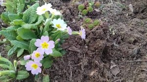 Beautiful flowers