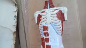 Мышцы груди. Мышцы спины. Мышцы живота. Анатомия. Урок 1