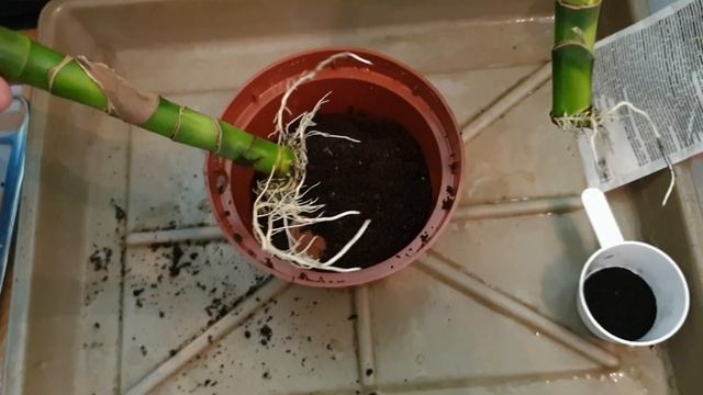 Замёрзшие растения. Новая жизнь часть-2. смотреть онлайн