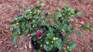 How to grow Shishi Gashira Sasanqua Camellia (Beautiful Low Growing Pink Camellia)