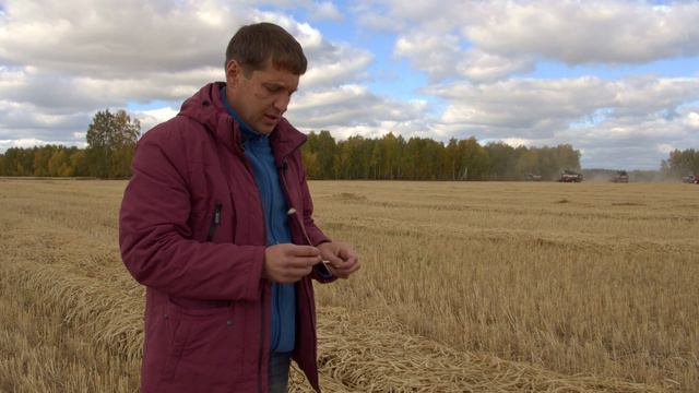 Технология возделывания сорта Уралосибирская 2. В чем преимущества No-Till?