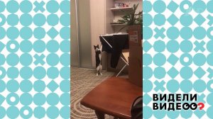 Очень хозяйственная кошка. Видели видео? Фрагмент выпуска от 27.09.2020