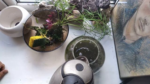 Экстремальный эксперимент с аквариумом. Без подмен, аэрации, фильтрации, обслуживания, в жару. смотреть онлайн