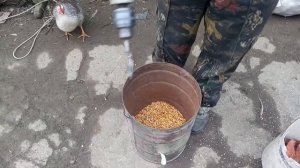 Очистка кукурузи с помощью трубы с саморезами и дрели