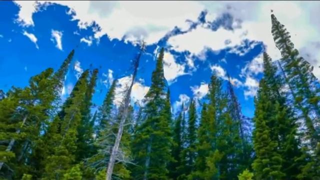 Самые дорогие палочки для суши ? #интересно #рек смотреть онлайн