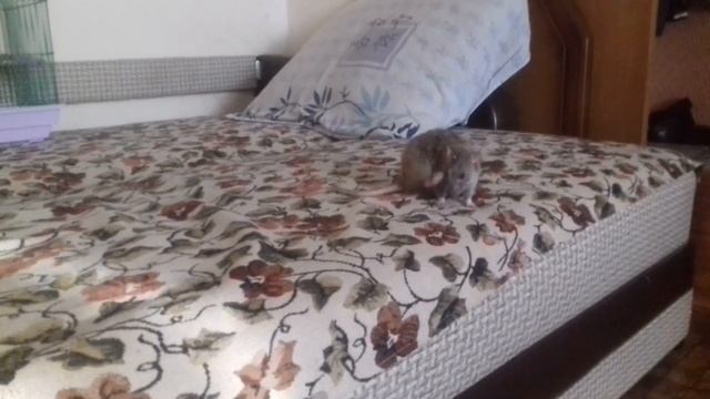 Крыса бегает по дивану. смотреть онлайн