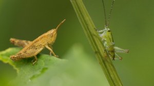 Прямокрылые Беларуси. Кузнечики и кобылки. Фауна Беларуси / Микропланета