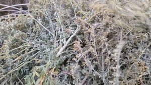 Полынь трава от куриных блох и вшей.