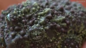 ТОП 5 необычных видов лягушек мира | ТОП 5 удивительных лягушек мира