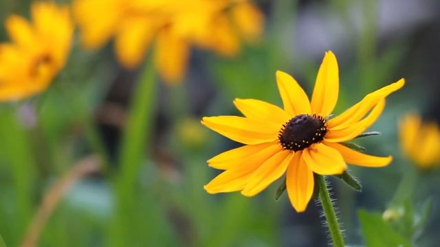 Цветок желтой ромашки. Рудбекия цветет | Футажи красивая природа [FullHD] смотреть онлайн
