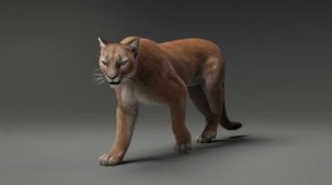 CGI 3D Animated Animal in Blender | Walking Puma