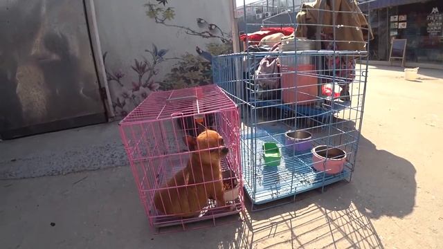 Рынок цветов, животных, птиц и рыб в Китае