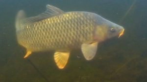 Как рыба ощущает запах ? Ароматика в фидерной ловле . Часть 1 .