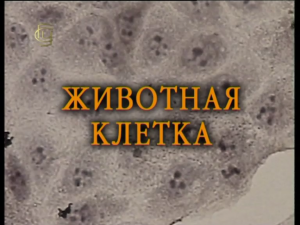 Животная клетка