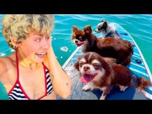 ДЕНЬ в МОРЕ с СОБАКАМИ на САПЕ!Собаки впервые плавают на глубине