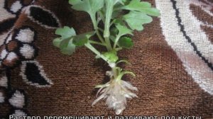 Хризантема Балтика