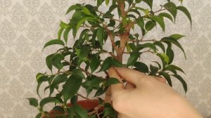 Бонсай из фикуса Бенджамина/плановая обрезка/формирование кроны