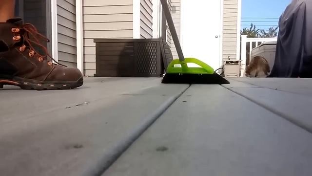 Енот напал на человека | Highmore.ru смотреть онлайн