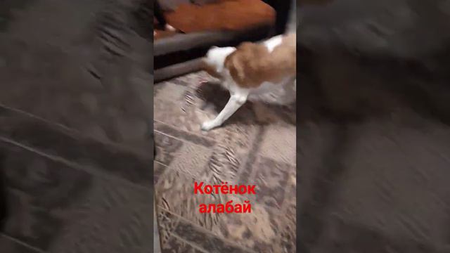 это не алабай а котёнок смотреть онлайн
