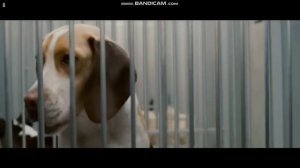 фильм супер пес