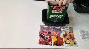 Посев циннии и георгина букетным способом.