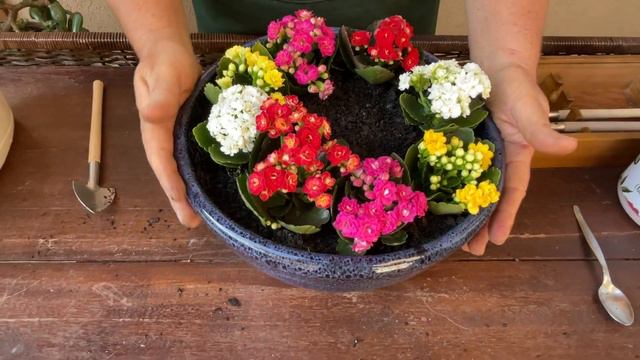 mini kalanchoe - como plantar em vaso смотреть онлайн