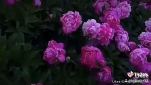 -🌷песню хочу очень»🌸