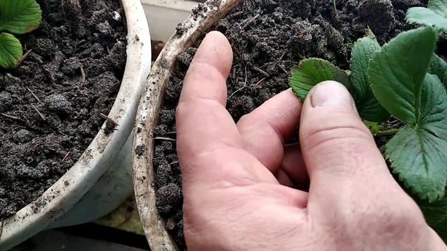 ✓1053. Косяки моего выращивания. Огородник ёлы палы. смотреть онлайн