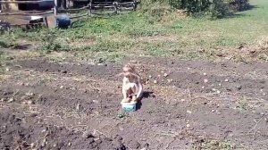 как в старину копаем картошку//рабочая лошадка