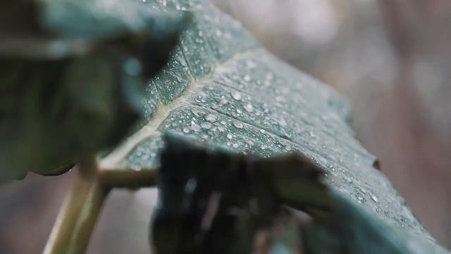 Дождливая музыка | Короткая медитация | 20 минут очищения от негатива смотреть онлайн