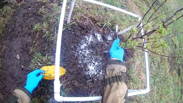 ПОЛЕЙ ЭТИМ КУСТЫ СМОРОДИНЫ!!! КАК ВЫРАСТИТЬ ТОННУ СМОРОДИНЫ С КУСТА? МНОГО КРУПНОЙ СМОРОДИНЫ.