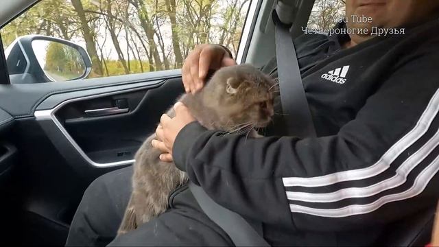 Выкинули на трассу Вислоухую шотландку? Маркиз погиб. Разведенцы горите в аду?? смотреть онлайн