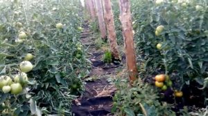 Выращивание помидор в теплицах,аналог китайских