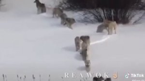 Нохчи берзлой✅👊