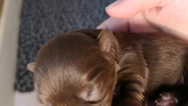 Элла родила шестерых щенков/Давайте знакомиться/ #Щенки Йорка смотреть онлайн