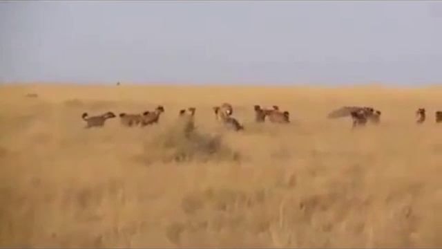 Львы растерзали гиену смотреть онлайн