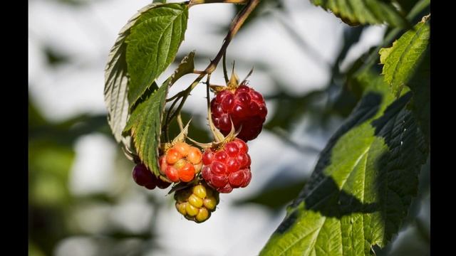 Волшебная сила малины смотреть онлайн