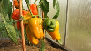 Сорта перца.Лучшие желтоплодные гибриды.Измеряем вес