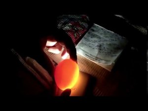 Проверка куриных яиц на оплод в седьмой день инкубации 20.02.20 год