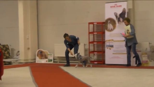 Монопородная выставка Ринг КХС. 18.01.14..г.Санкт-Петербург .Эксперт Cristian Stefanescu смотреть онлайн