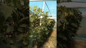 Теплица своими руками. Для винограда.