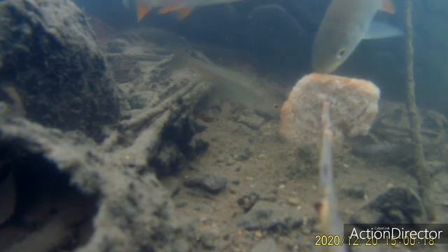 Карась и голавль зимой на черный хлеб. Подводная съемка