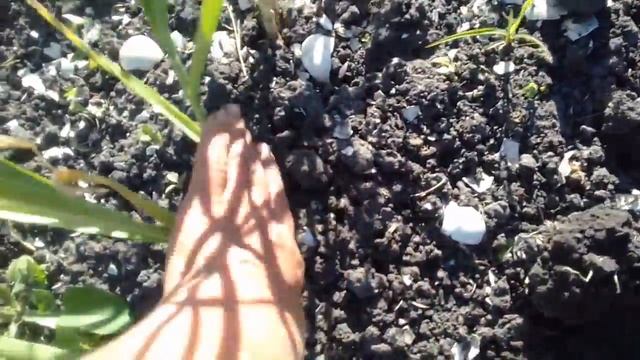 Вызрел китайский чеснок. Уборка. Май. смотреть онлайн